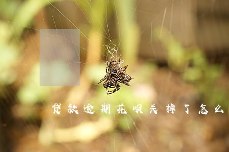 贷款逾期花呗关掉了怎么办 贷款逾期花呗关掉了怎么办