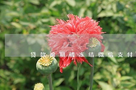 贷款逾期被冻结微信支付 贷款逾期被冻结微信支付
