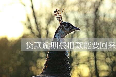 贷款逾期被扣款能要回来吗 贷款逾期被扣款能要回来吗