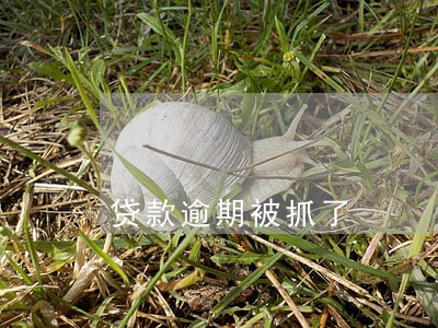 贷款逾期被抓了 贷款逾期被抓了