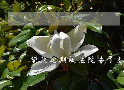 贷款逾期被法院告了怎么办 贷款逾期被法院告了怎么办