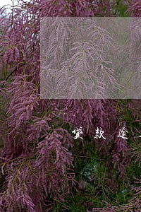 贷款逾期被诉讼会留下案底吗