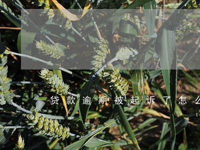贷款逾期被起诉了怎么查询 贷款逾期被起诉了怎么查询
