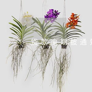 贷款逾期被通知人数
