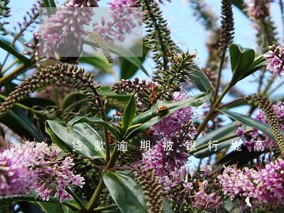 贷款逾期被银行提高 贷款逾期被银行提高