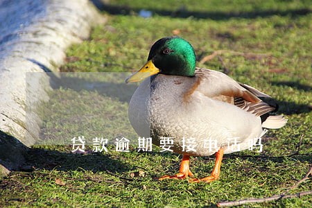 贷款逾期要接电话吗 贷款逾期要接电话吗