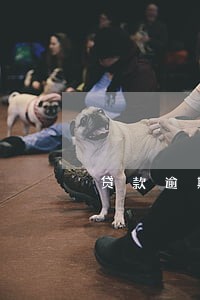 贷款逾期要求一次付清 贷款逾期要求一次付清