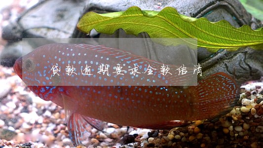 贷款逾期要求全款结清 贷款逾期要求全款结清