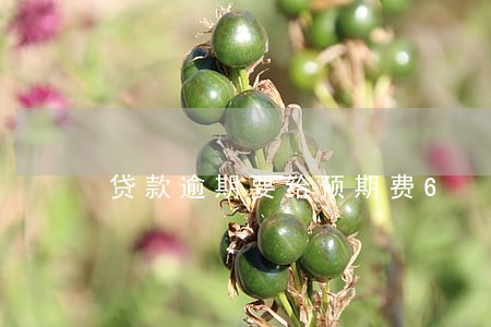 贷款逾期要给预期费6 贷款逾期要给预期费6