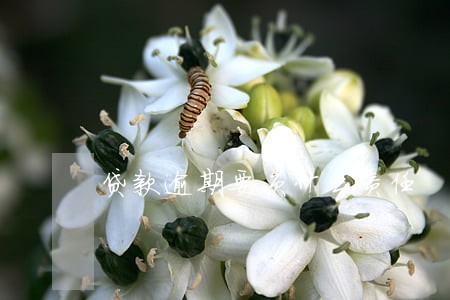贷款逾期要负什么责任 贷款逾期要负什么责任