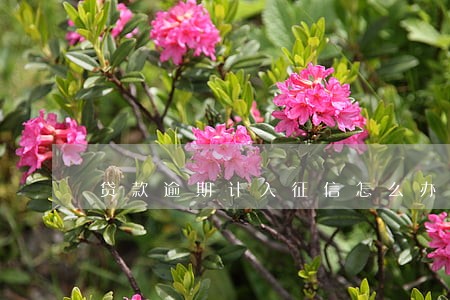 贷款逾期计入征信怎么办 贷款逾期计入征信怎么办