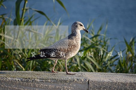 贷款逾期让银行开证明 贷款逾期让银行开证明