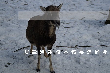贷款逾期该不该要违约金 贷款逾期该不该要违约金