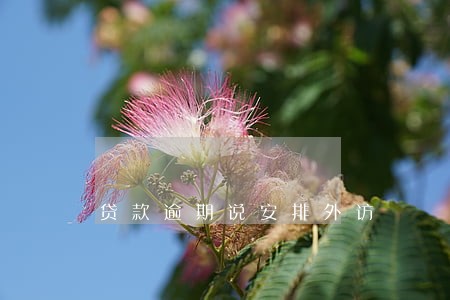贷款逾期说安排外访 贷款逾期说安排外访