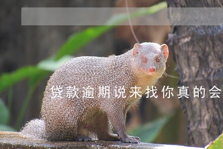 贷款逾期说来找你真的会来么 贷款逾期说来找你真的会来么
