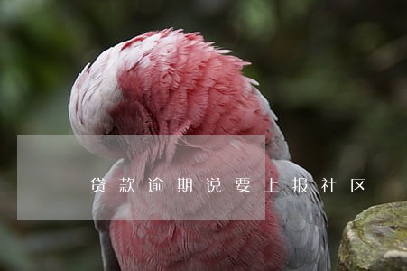 贷款逾期说要上报社区 贷款逾期说要上报社区