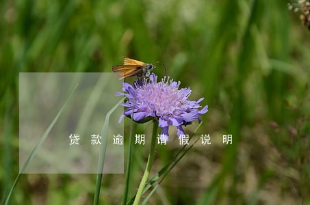 贷款逾期请假说明 贷款逾期请假说明