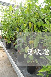 贷款逾期请复议