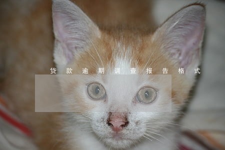 贷款逾期调查报告格式 贷款逾期调查报告格式