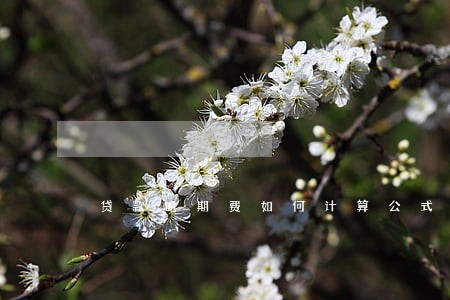 贷款逾期费如何计算公式 贷款逾期费如何计算公式
