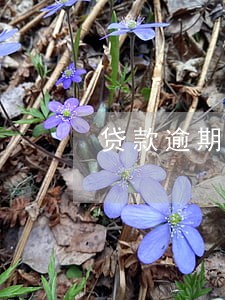 贷款逾期走访什么意思