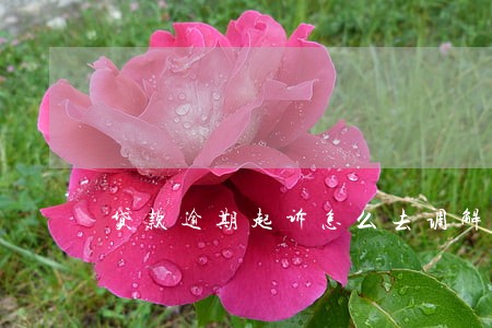 贷款逾期起诉怎么去调解 贷款逾期起诉怎么去调解