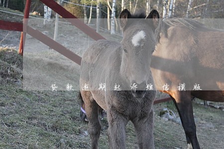贷款逾期起诉短信模版 贷款逾期起诉短信模版