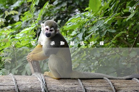 贷款逾期起诉过程 贷款逾期起诉过程