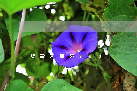 贷款逾期超过60 贷款逾期超过60