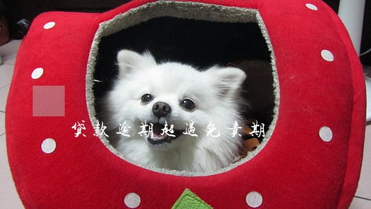 贷款逾期超过免责期 贷款逾期超过免责期