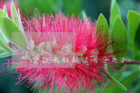 贷款逾期超过百分之2
