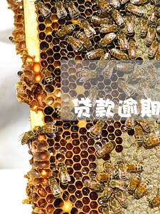 贷款逾期车子会拍卖嘛 贷款逾期车子会拍卖嘛