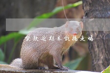 贷款逾期车能拖走吗 贷款逾期车能拖走吗
