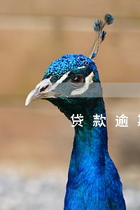 贷款逾期车被扣 贷款逾期车被扣