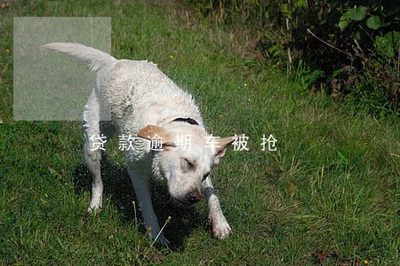贷款逾期车被抢