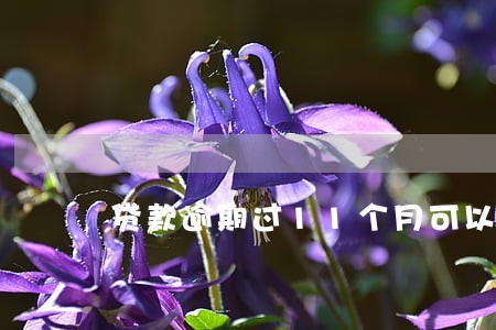 贷款逾期过11个月可以贷款吗 贷款逾期过11个月可以贷款吗