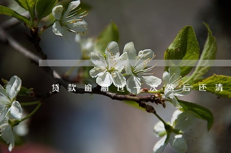 贷款逾期过一次然后还清了 贷款逾期过一次然后还清了