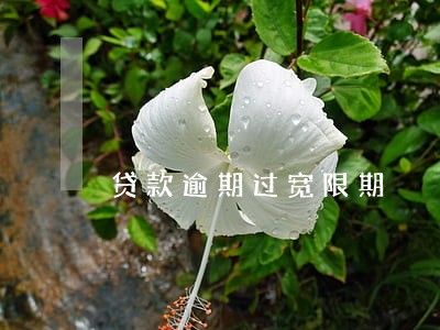 贷款逾期过宽限期 贷款逾期过宽限期