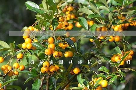 贷款逾期过能按揭买车吗 贷款逾期过能按揭买车吗