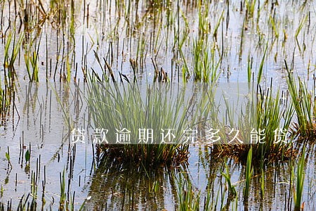 贷款逾期还完多久能贷 贷款逾期还完多久能贷