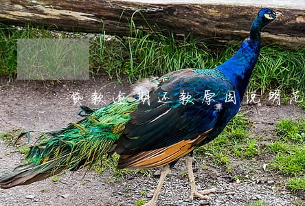 贷款逾期还款原因说明范本 贷款逾期还款原因说明范本