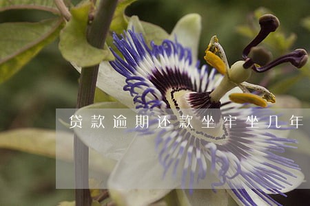 贷款逾期还款坐牢坐几年 贷款逾期还款坐牢坐几年