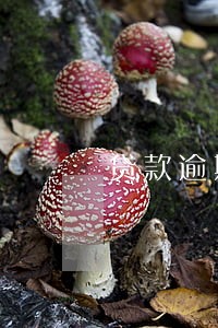 贷款逾期还款日多久影响信用 贷款逾期还款日多久影响信用