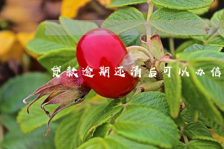 贷款逾期还清后可以办信用卡吗