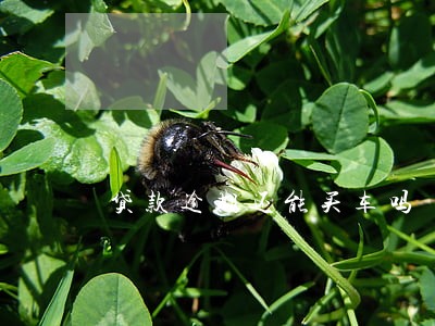 贷款逾期还能买车吗 贷款逾期还能买车吗