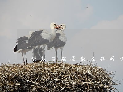 贷款逾期还能在银行贷款吗 贷款逾期还能在银行贷款吗