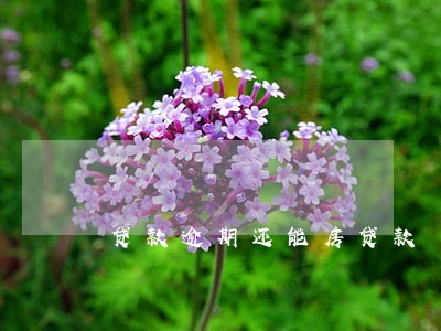 贷款逾期还能房贷款 贷款逾期还能房贷款