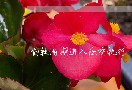 贷款逾期进入法院执行 贷款逾期进入法院执行