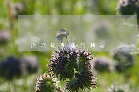 贷款逾期违约利息 贷款逾期违约利息