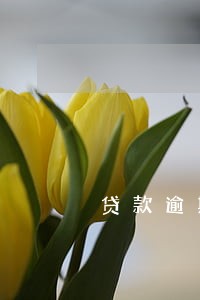 贷款逾期违约金万分之几